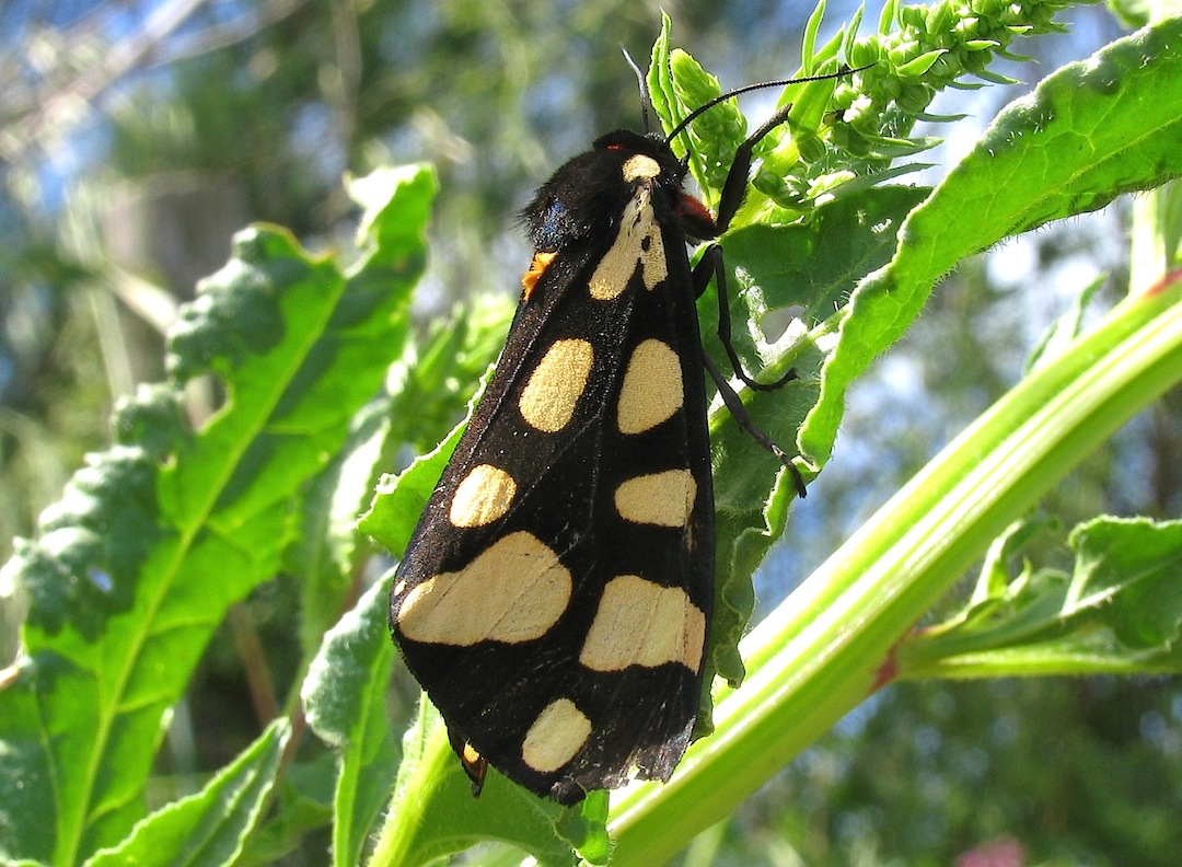 Lepidotteri riserva Torre Flavia